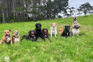 https://www.thedogden.co.nz/wp-content/uploads/2024/04/group-photo-april-300x200.jpg