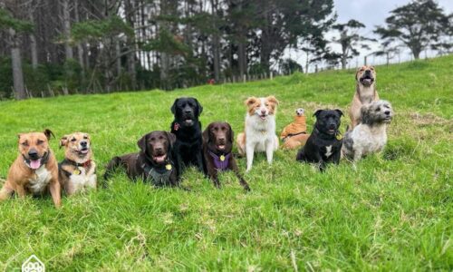 https://www.thedogden.co.nz/wp-content/uploads/2024/04/group-photo-april-500x300.jpg