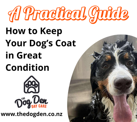 https://www.thedogden.co.nz/wp-content/uploads/2026/02/dog-coat-450x400.png