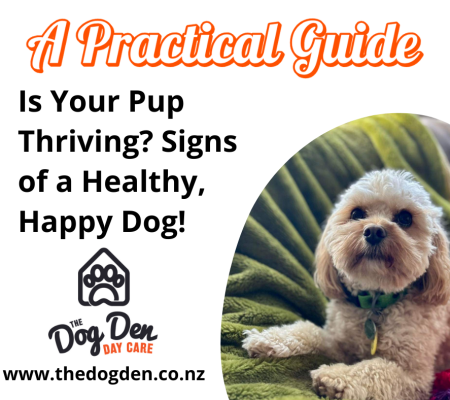https://www.thedogden.co.nz/wp-content/uploads/2026/02/healthy-dog-450x400.png