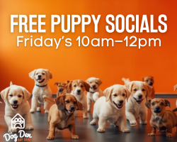 https://www.thedogden.co.nz/wp-content/uploads/2026/02/puppy_socials-250x200.png