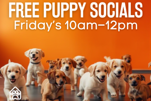 https://www.thedogden.co.nz/wp-content/uploads/2026/02/puppy_socials-300x200.png
