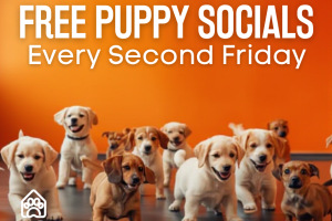 https://www.thedogden.co.nz/wp-content/uploads/2026/03/puppy_socials-300x200.png
