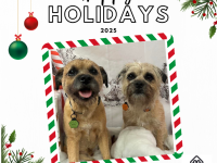 Multi-Dog-Family - 10 Day Flexi Pass (2 dogs or more)